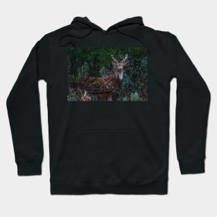 Axis Deer - Chital - Spotted Deer Hoodie